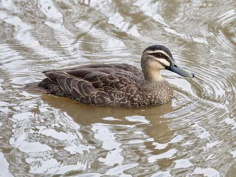 Image of Grey Duck