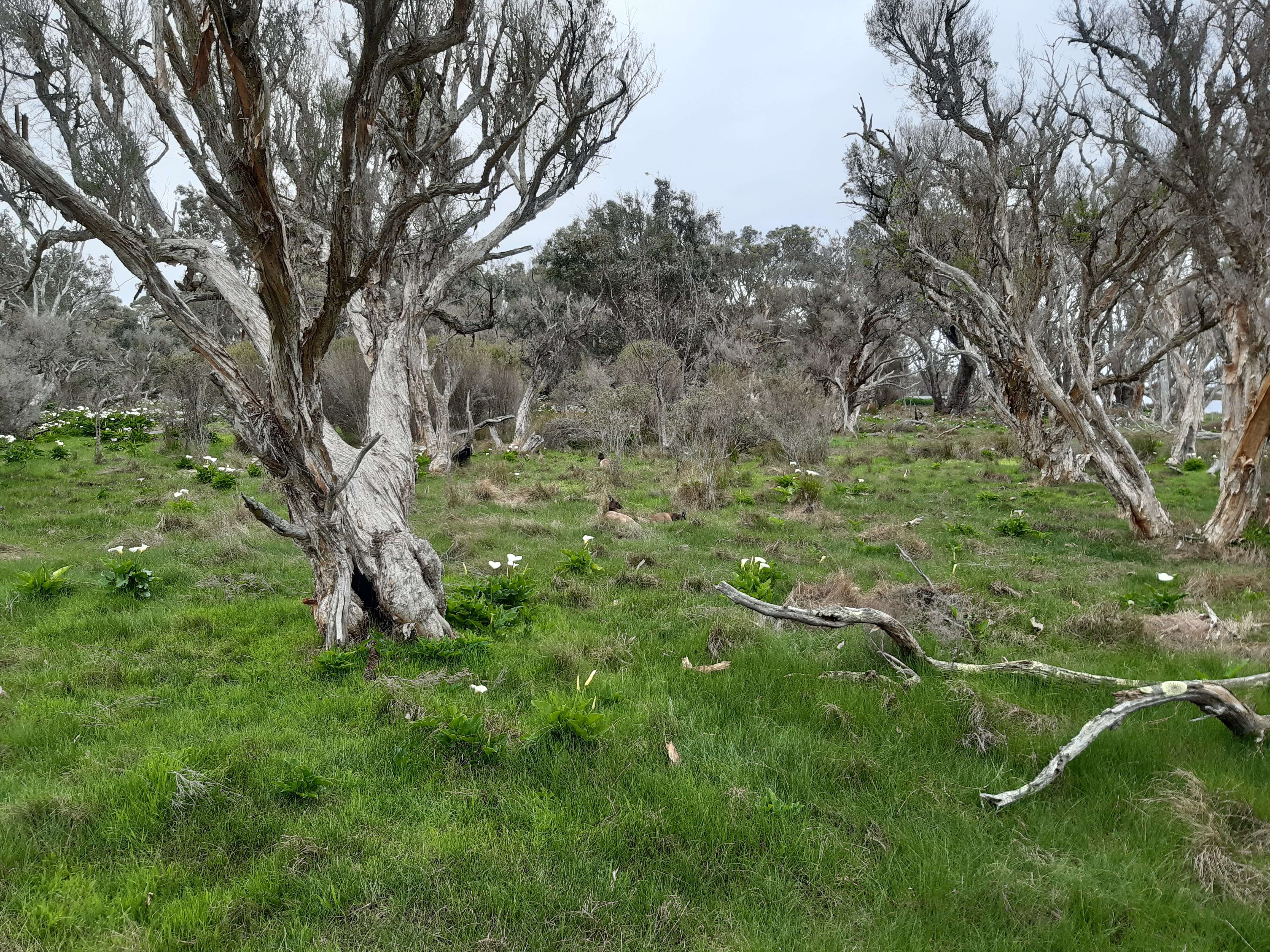 Macropus fuliginosus (Desmarest 1817) resmi