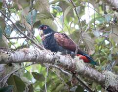 Image of Bronze-winged Parrot