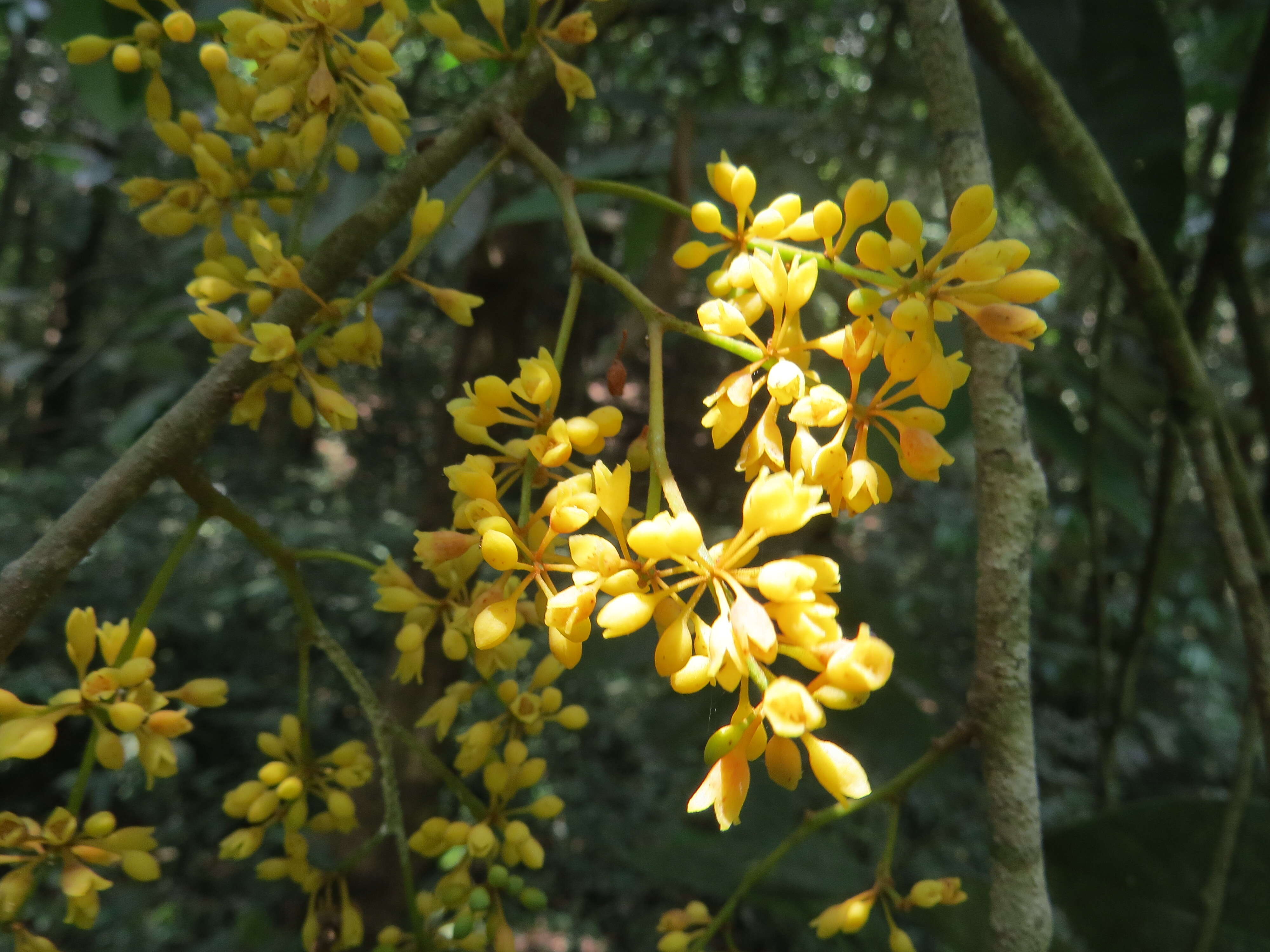 Image of Gymnacranthera canarica (Bedd. ex King) Warb.