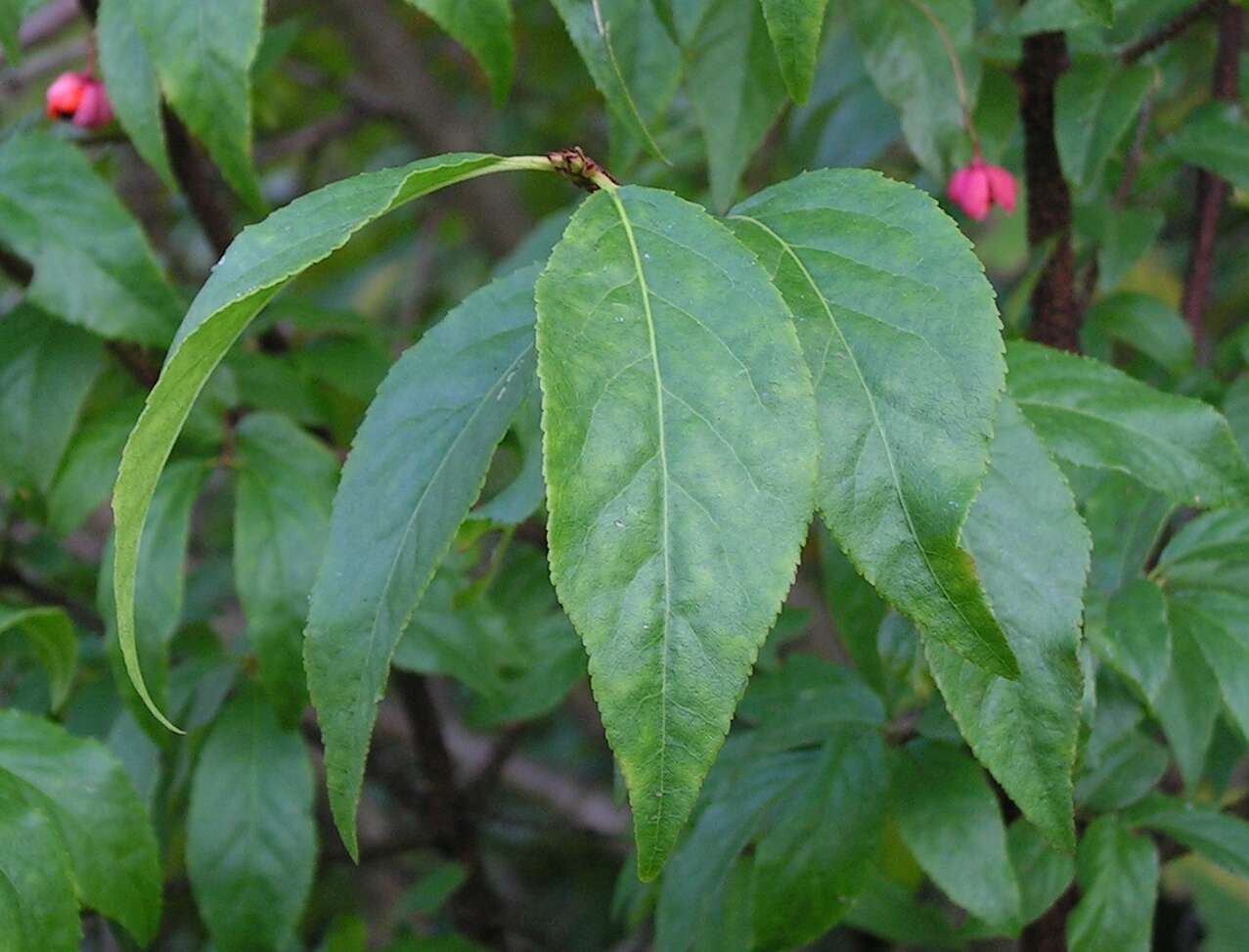 Image of Euonymus verrucosus Scop.