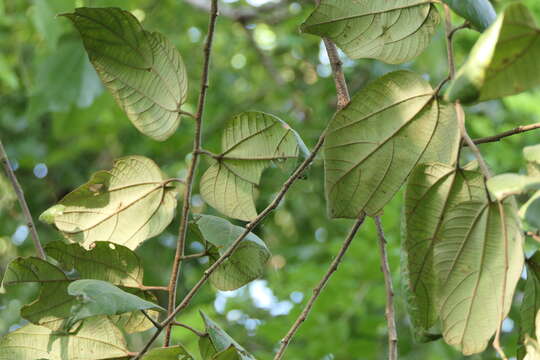 Image of Grewia tiliifolia Vahl