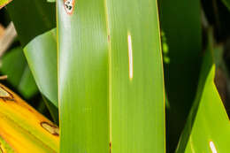 Image of New Zealand flax