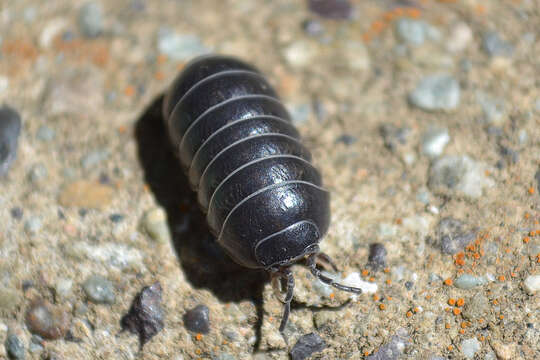 Image of Pill woodlouse