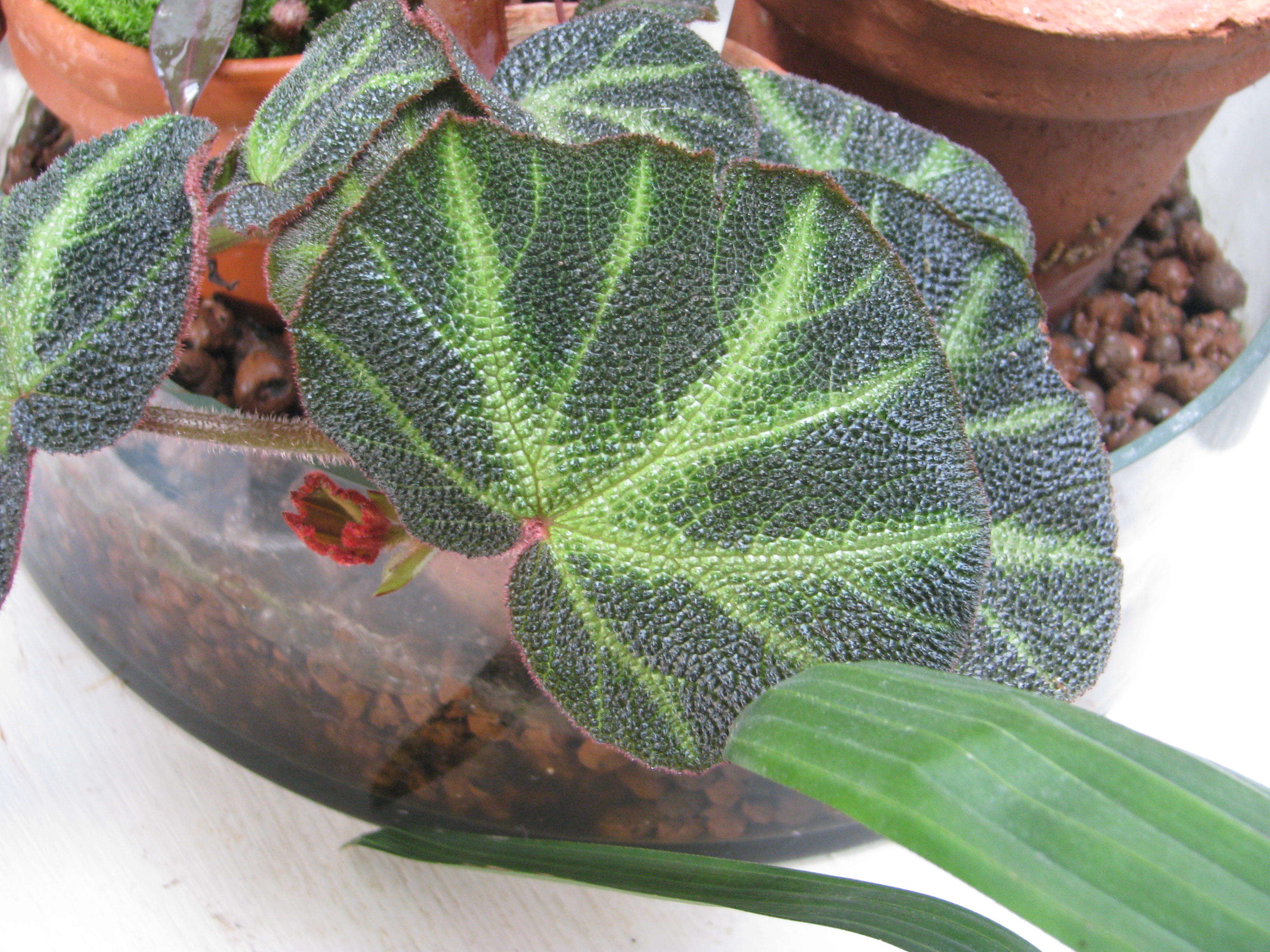 Image de Begonia soli-mutata