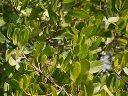 Image of Lumnitzera racemosa Willd.