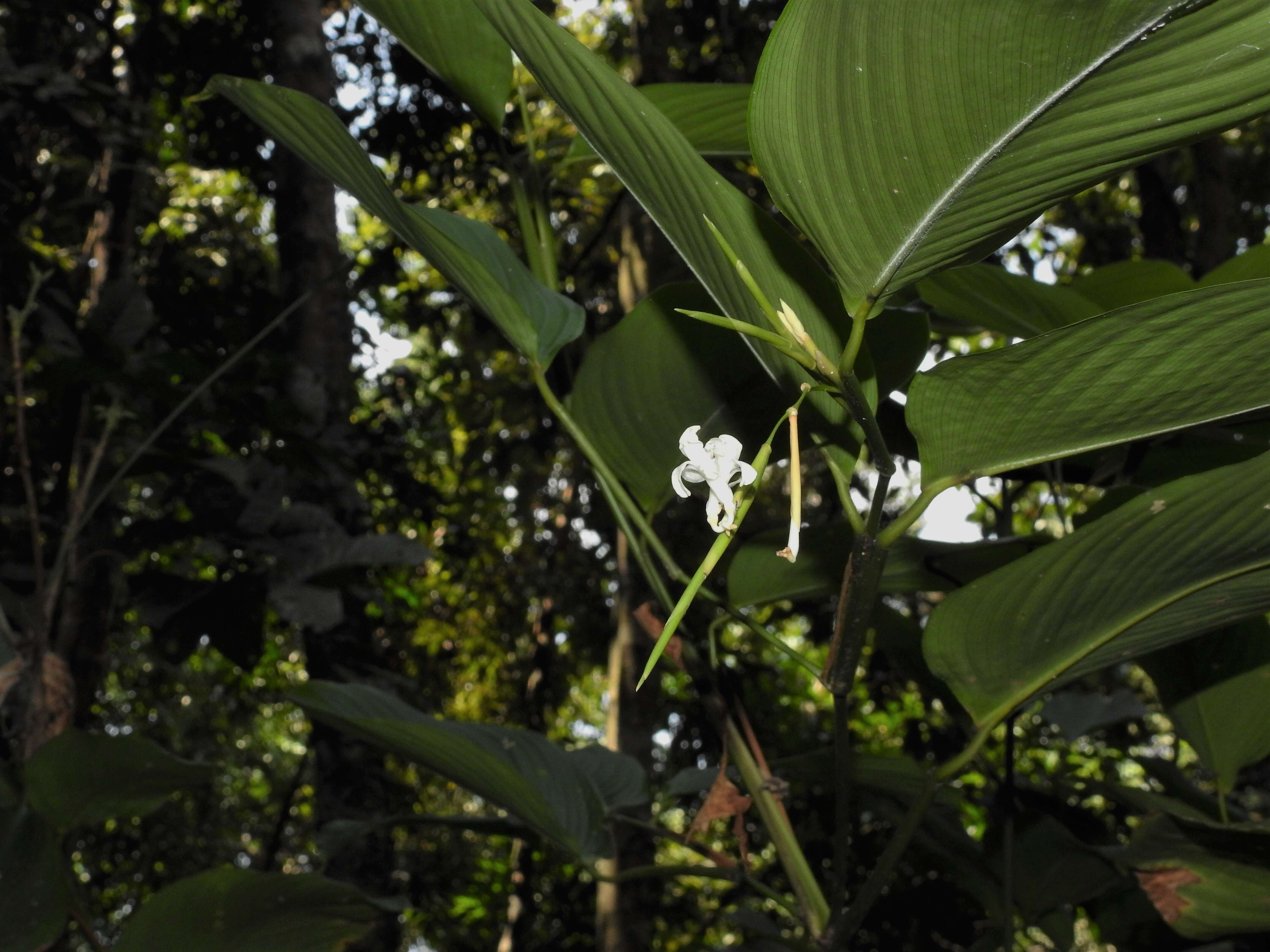 Image of Donax canniformis (G. Forst.) K. Schum.