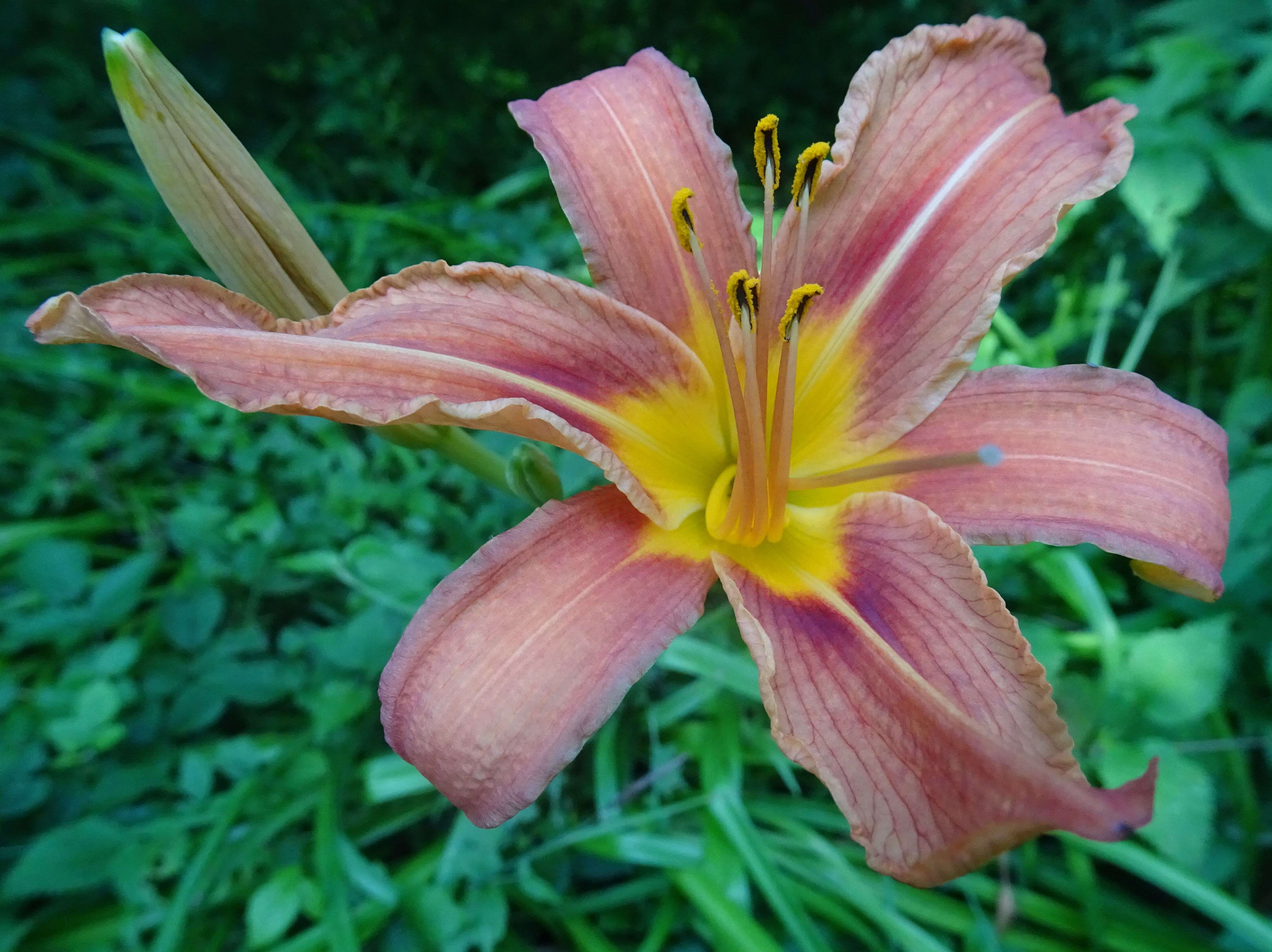 Image of orange lily