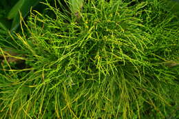 Image of whisk fern