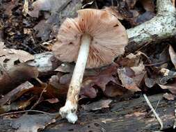 Image of Deer Mushroom