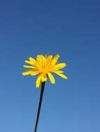 Image of fall dandelion