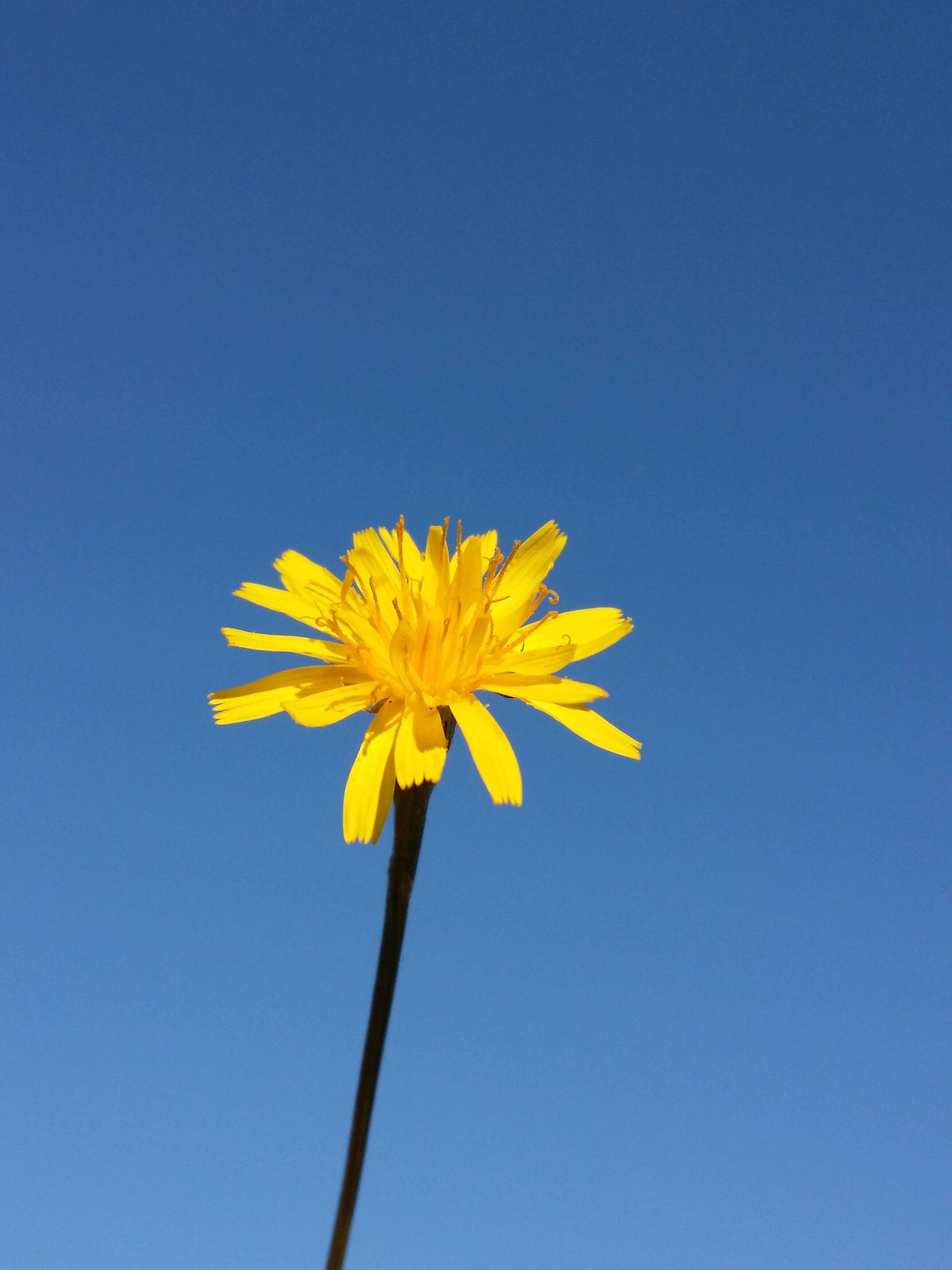 Image of fall dandelion