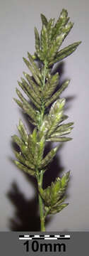 Imagem de Eragrostis cilianensis (All.) Janch.