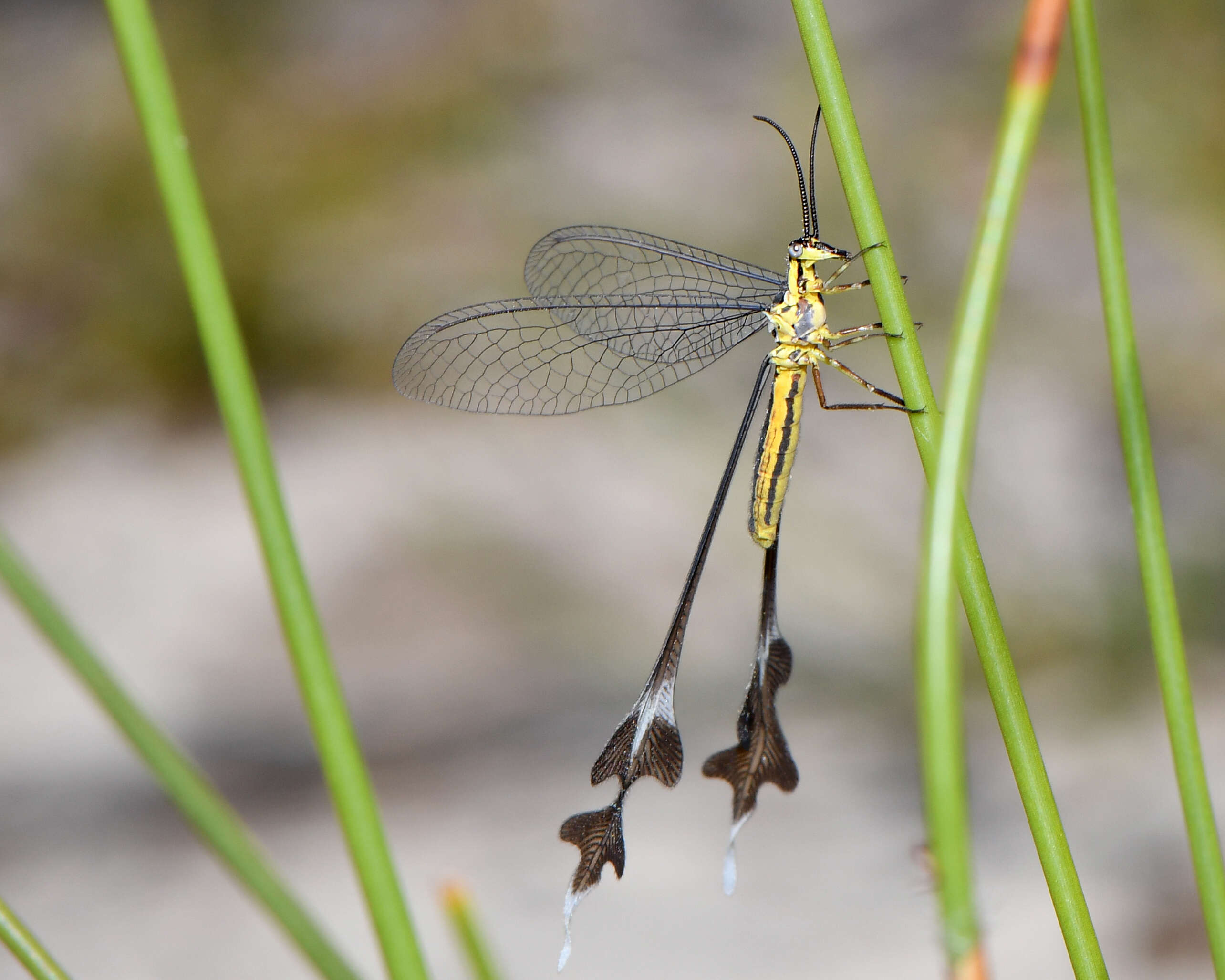 Image of Spoon-winged lacewing