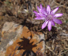 Image of Xeranthemum annuum L.