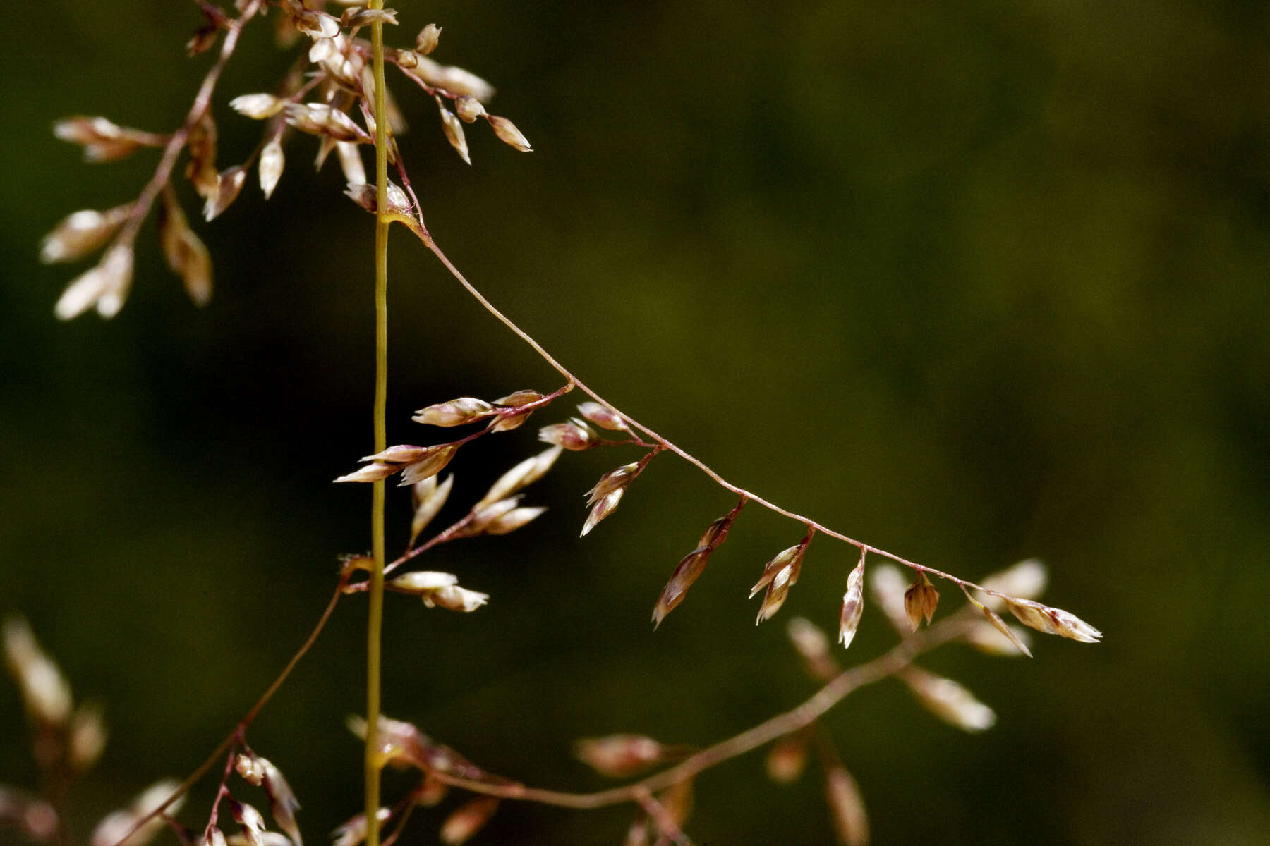 Imagem de Sporobolus flexuosus (Vasey) Rydb.