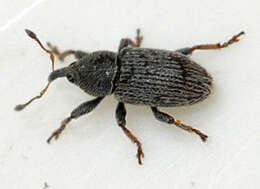 Image of Clover Seed Weevil