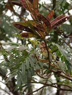 Image de Calliandra houstoniana (Mill.) Standl.