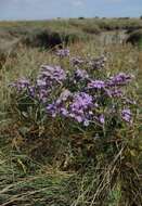 Image of Mediterranean sea lavender