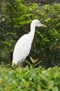 Image of Intermediate Egret