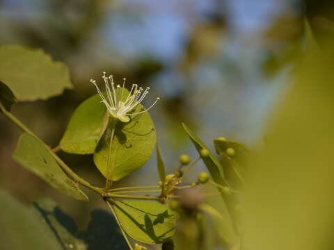 Image de Capparis sepiaria L.