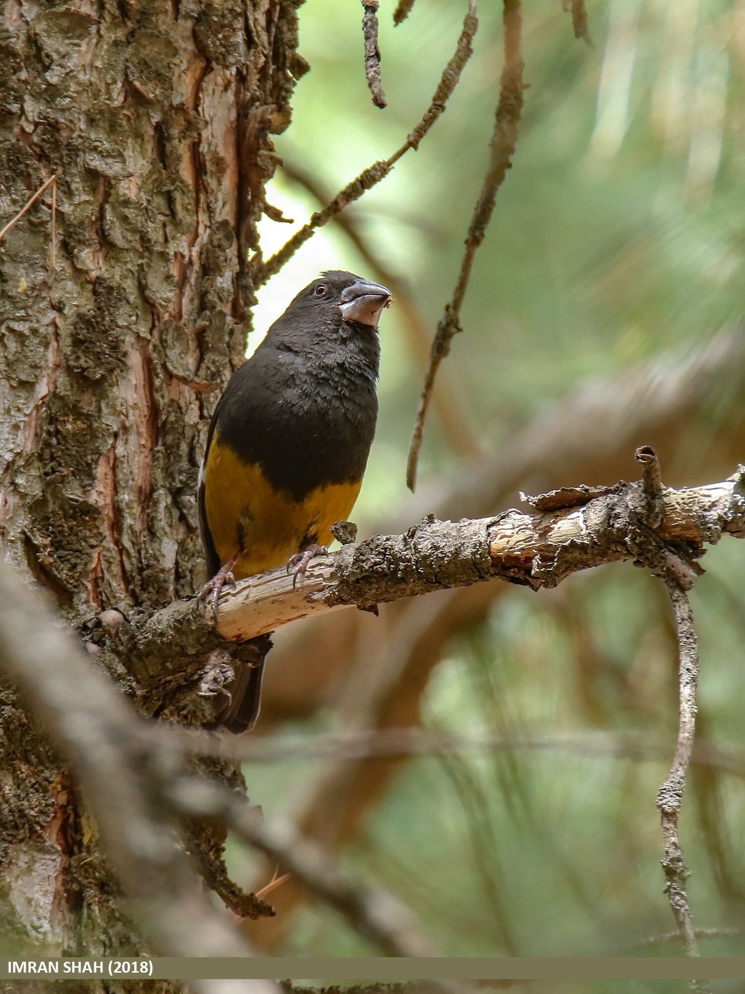 Image of White-winged Grosbeak