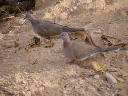 Image of Common Ground Dove