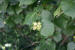 Image of Cobnut