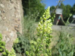 Слика од Reseda lutea L.