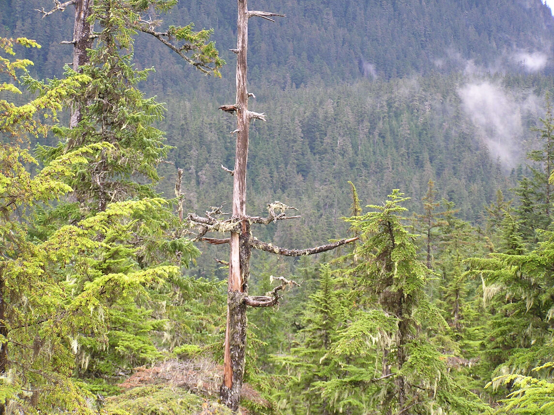 Image of western hemlock