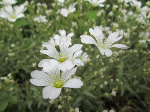 Image of field chickweed