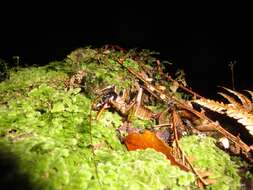 Image of Auckland tree weta