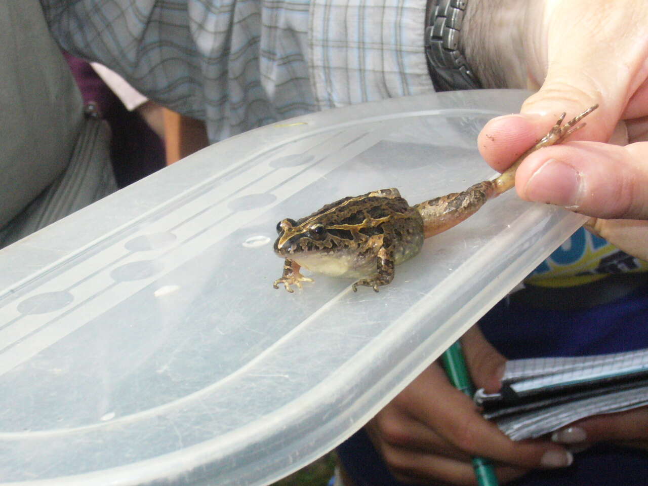 Image of Iberian Painted Frog