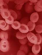 Image of Lactococcus