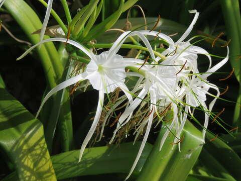 Image of beach spiderlily