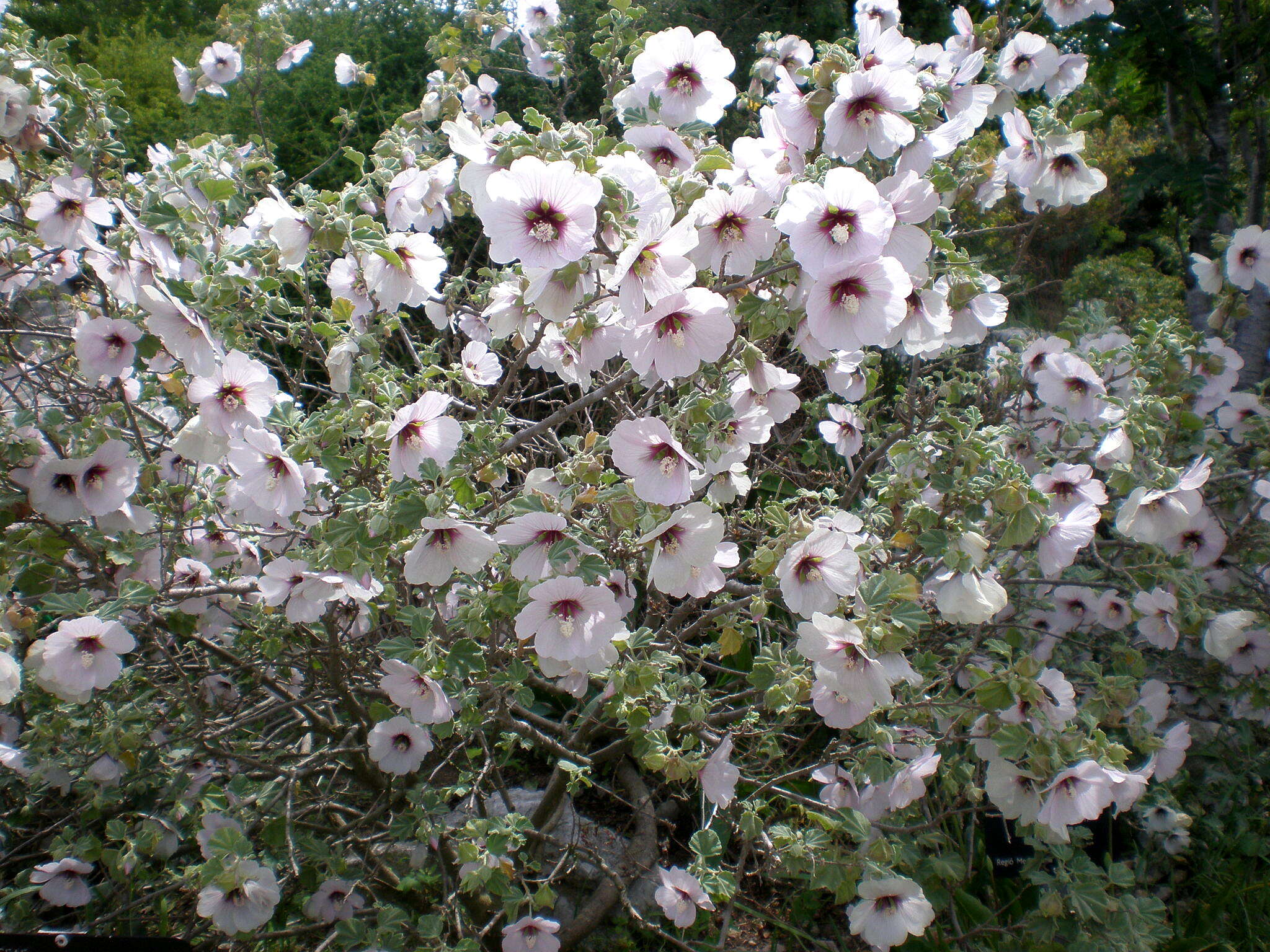 Imagem de Malva subovata (DC.) Molero & J. M. Monts.