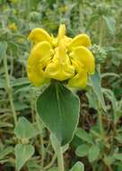 Image of shrubby Jerusalem sage