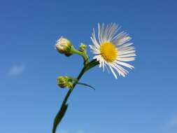 Image of eastern daisy fleabane