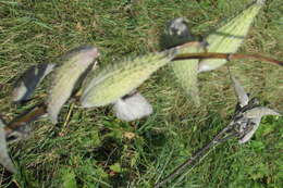 Image of purple milkweed