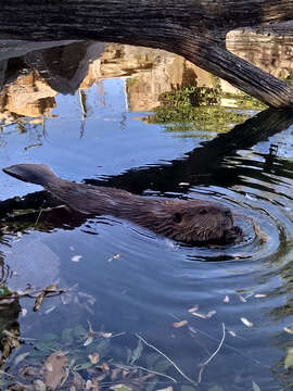 Image of European beaver