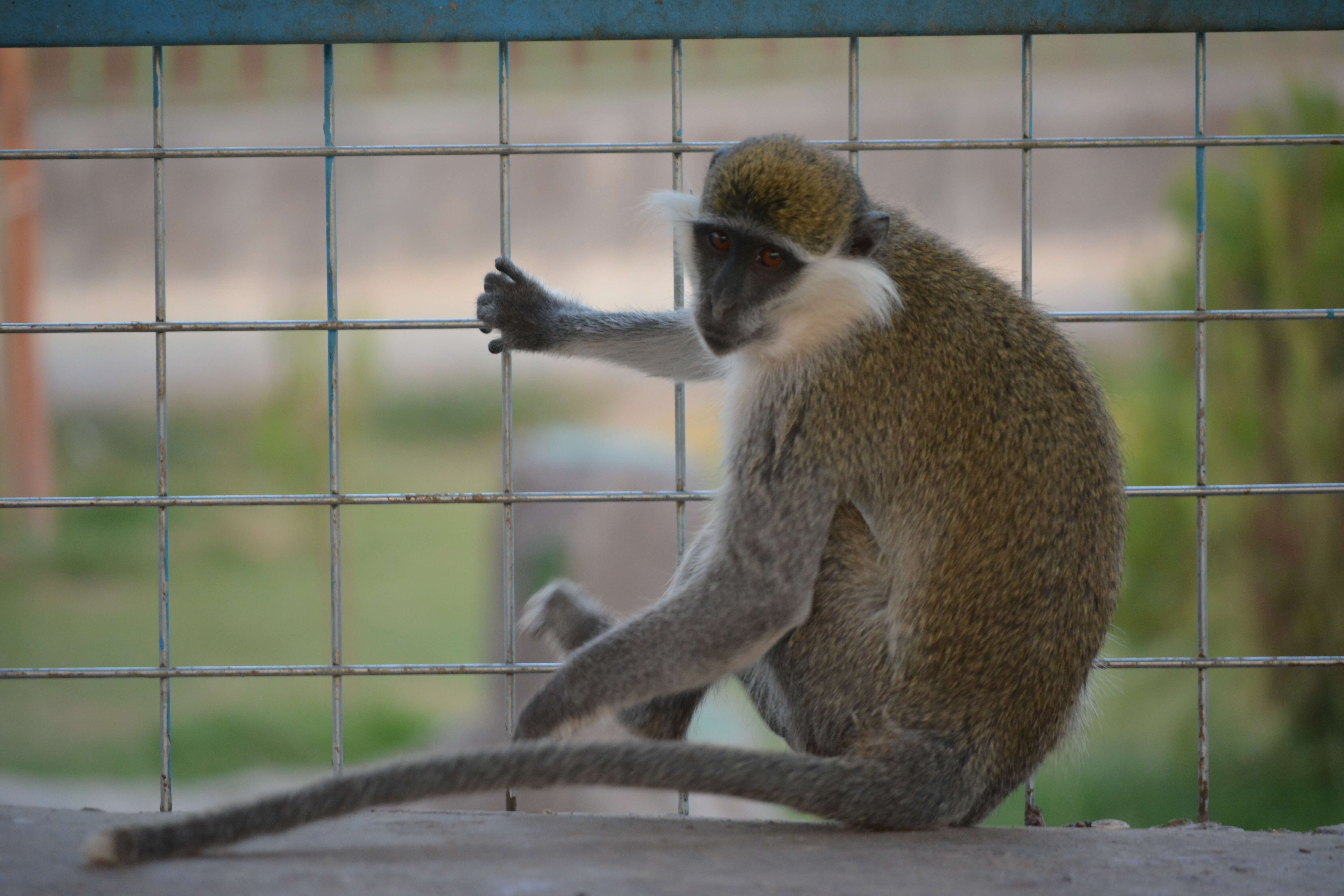 Image of vervet monkey