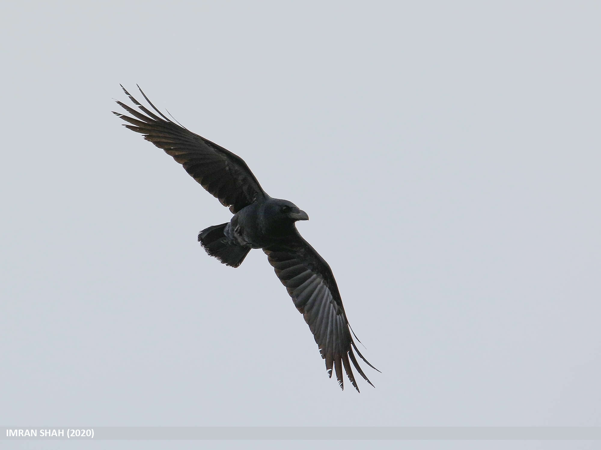 Image of Large-billed Crow