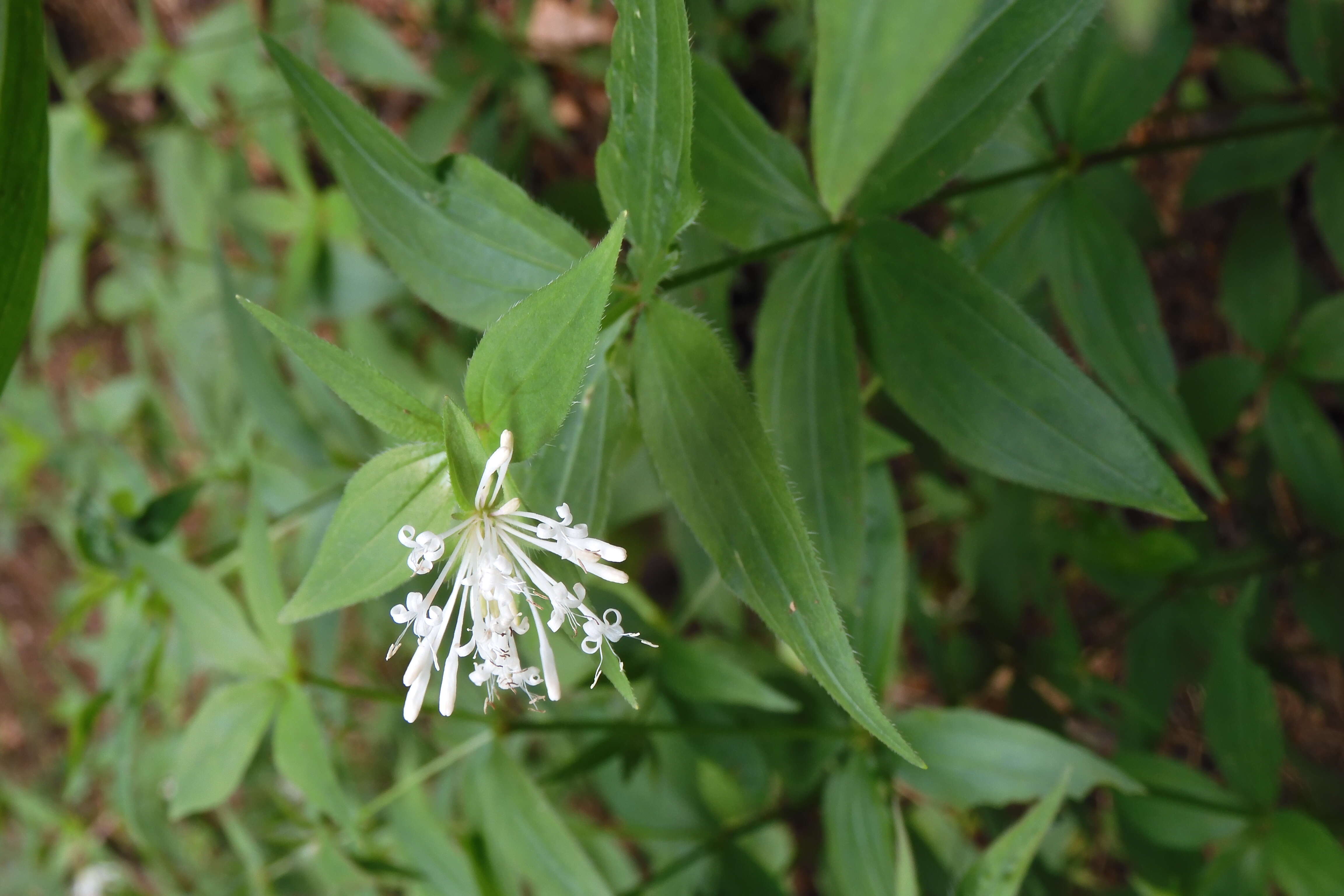 صورة Asperula taurina L.