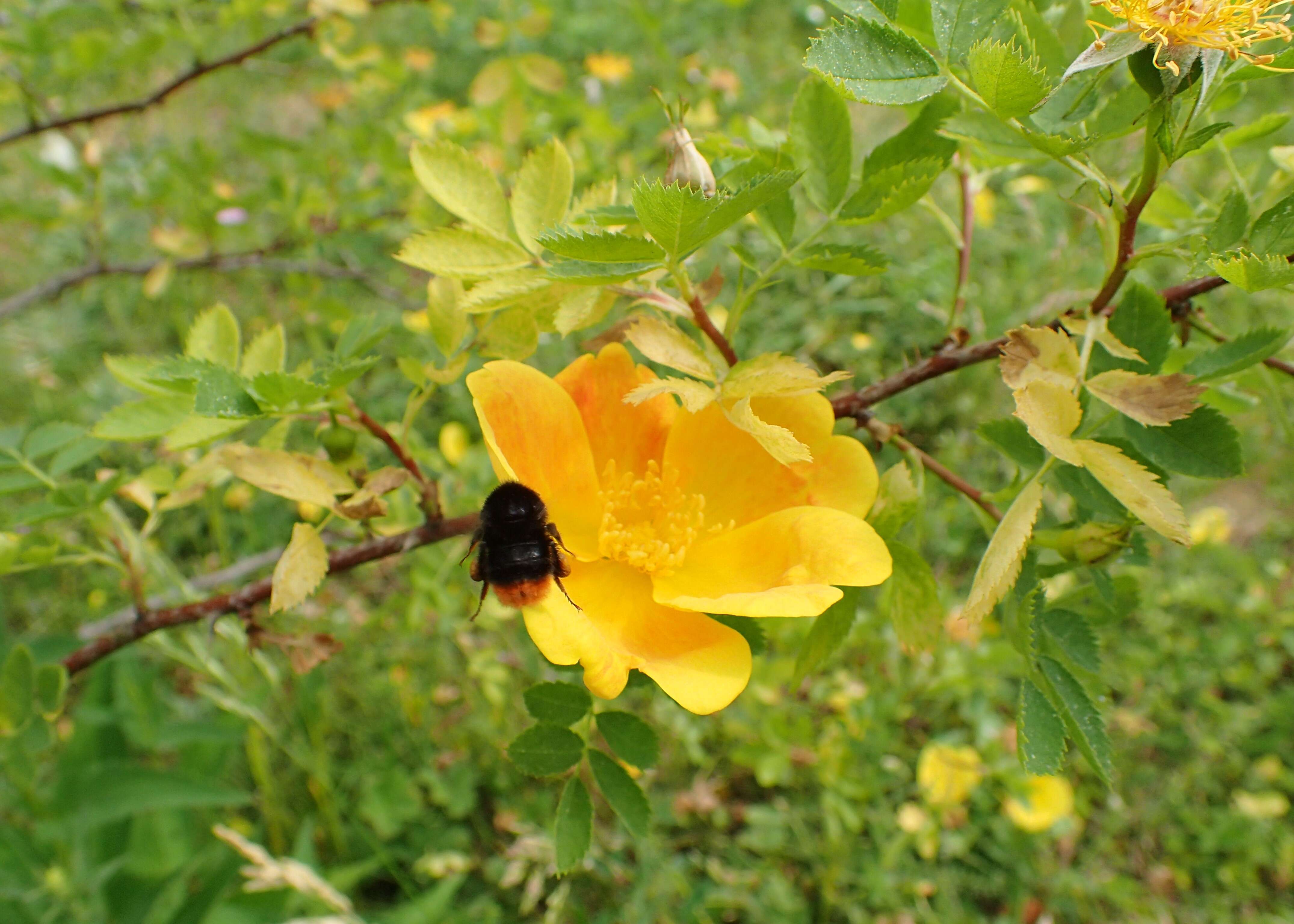 Image de Rosa foetida J. Herrm.