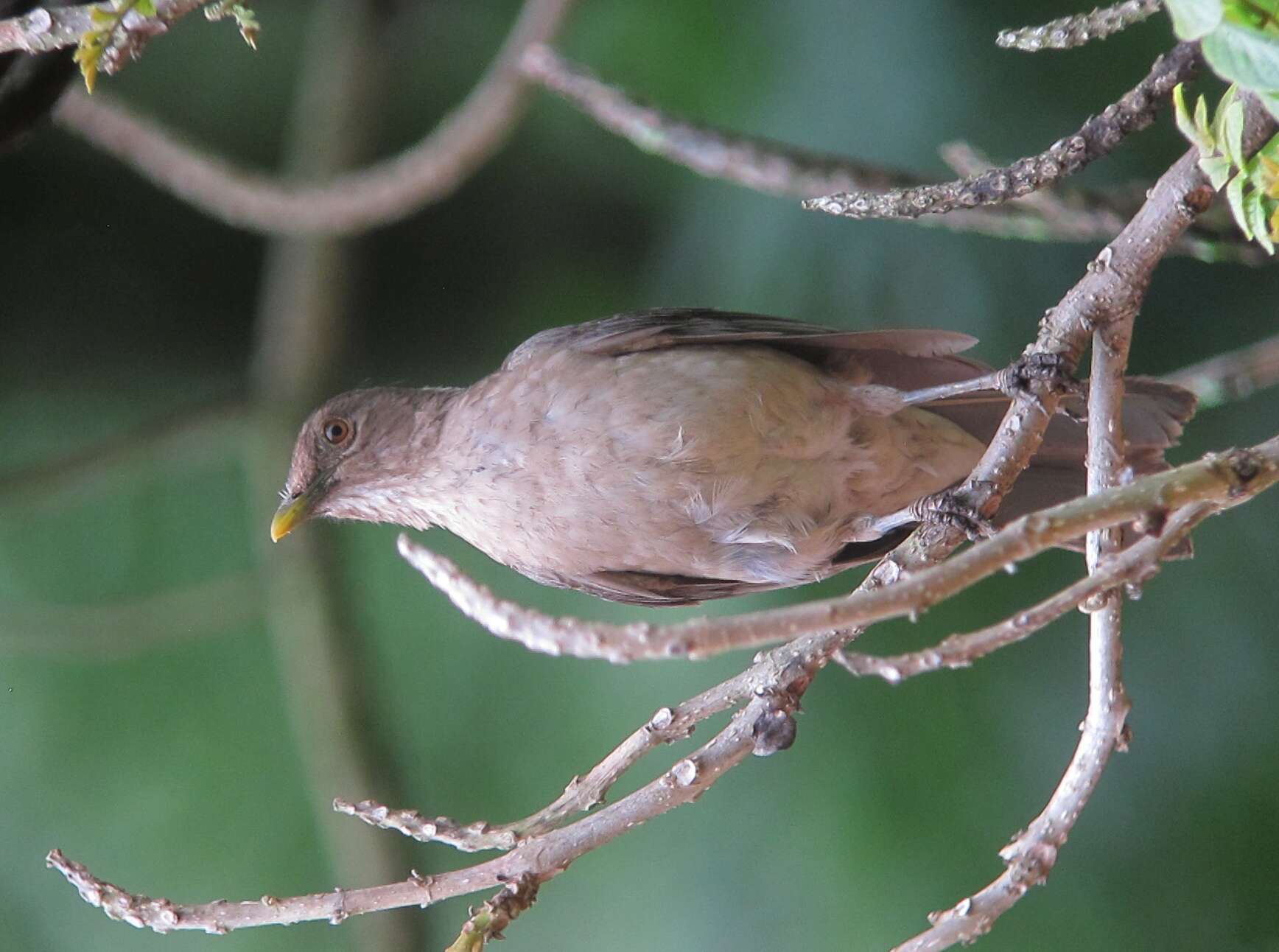 Image of Clay-colored Robin