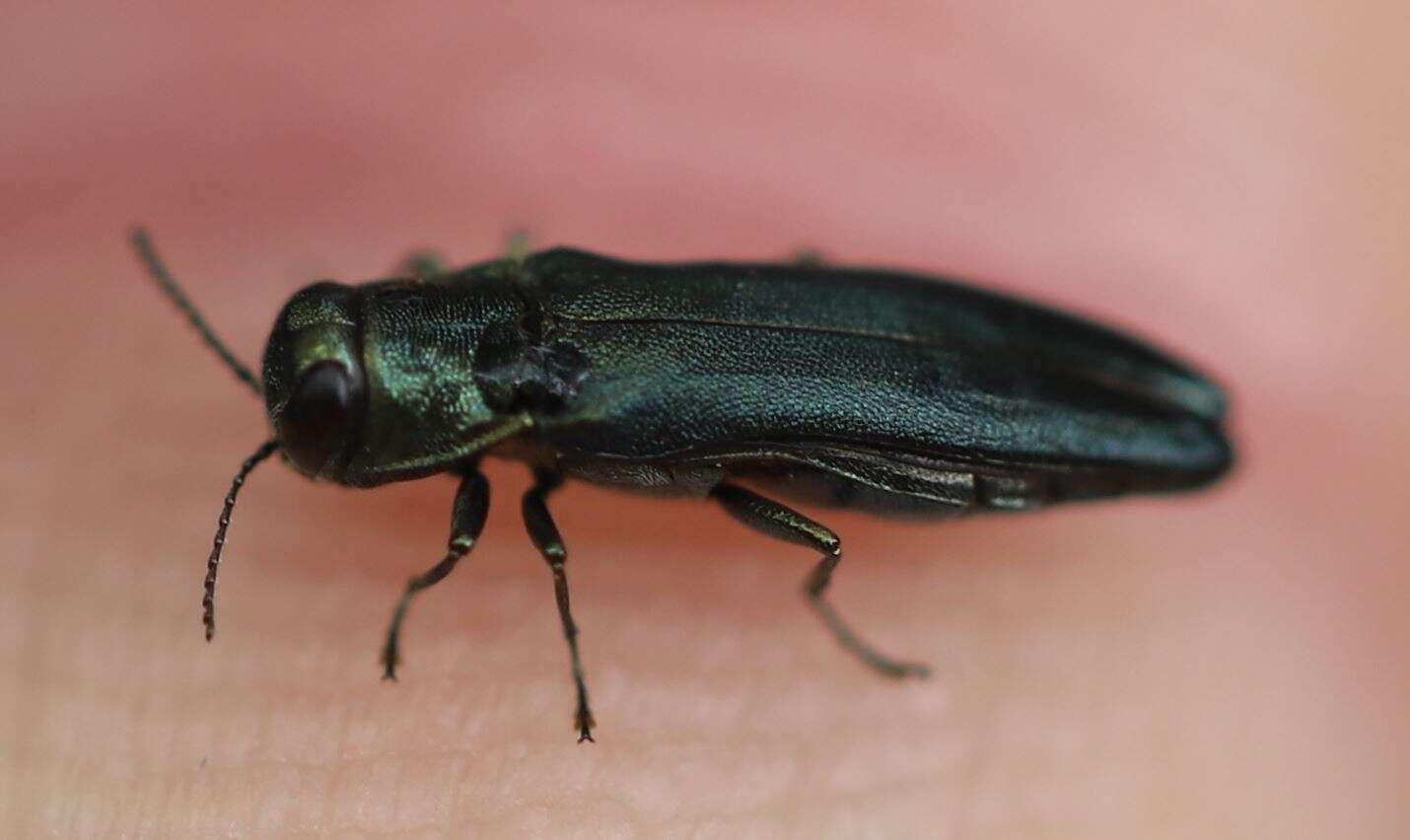 Image of European Oak Borer