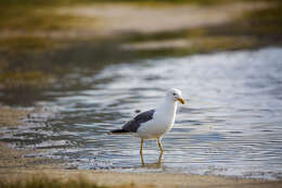 Image of California Gull