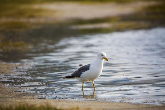 Larus californicus Lawrence 1854 resmi