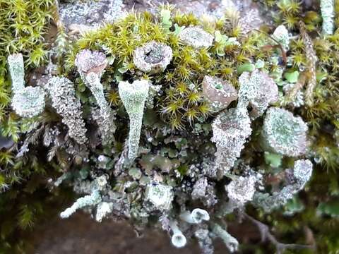 Image of cup lichen