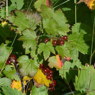 Image of skunk currant